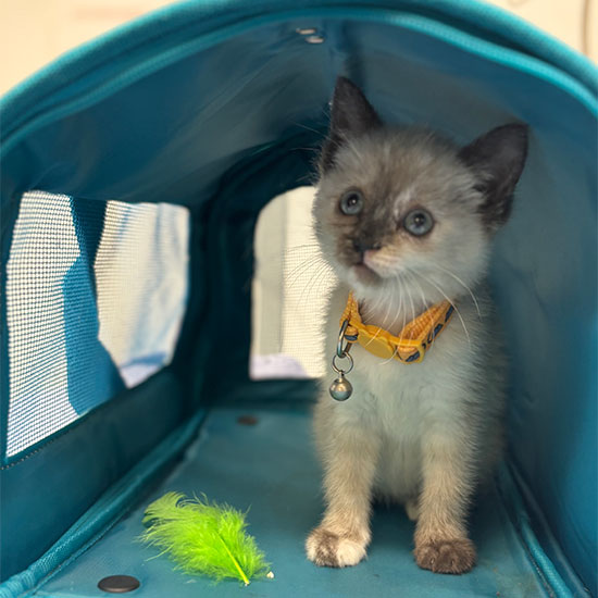 Veterinary care service pricing at Valley Center Veterinary Clinic — transparent and affordable
