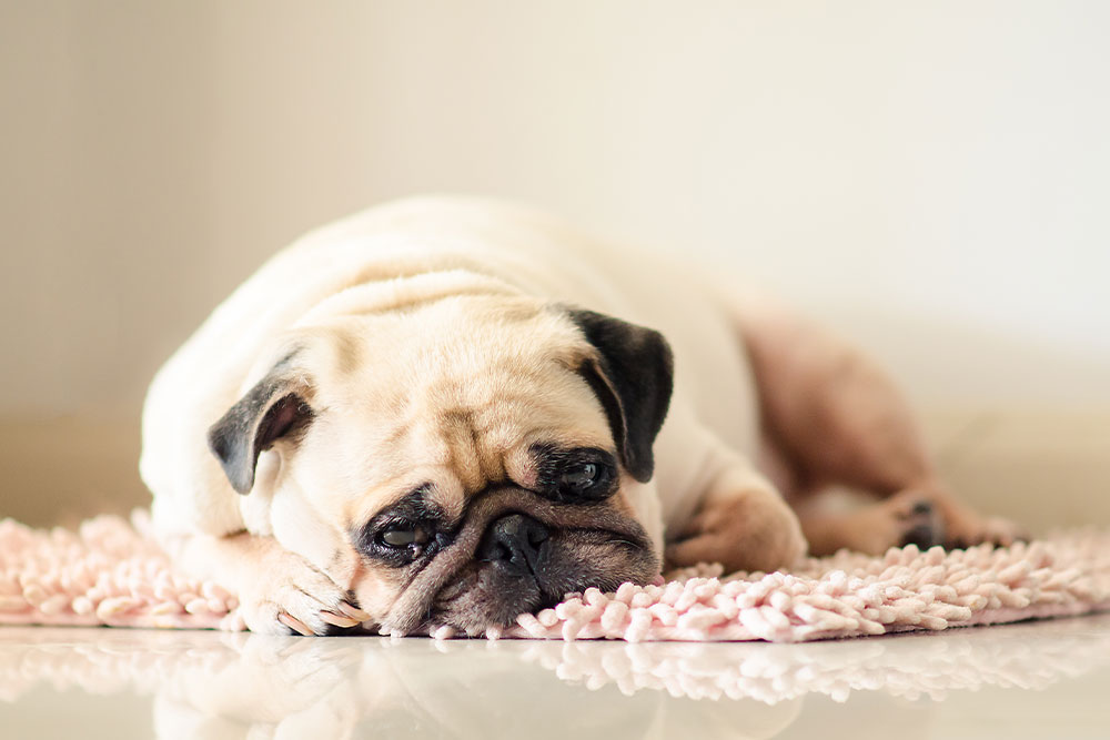 Sad pug lying down showing signs of illness, possible bloat symptoms in dogs