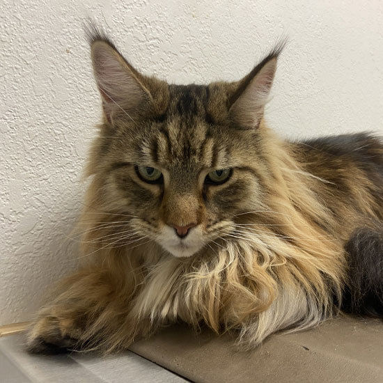 Senior pet wellness exam — compassionate geriatric care at Valley Center Veterinary Clinic
