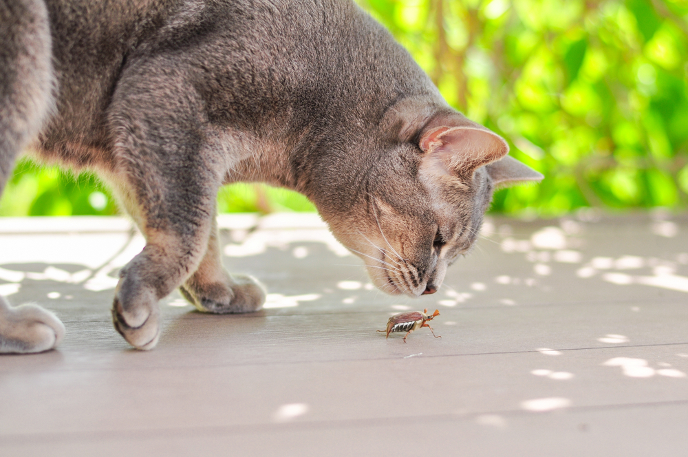 Curious cat sniffing a bug outdoors, illustrating common pet parasite exposure scenarios
