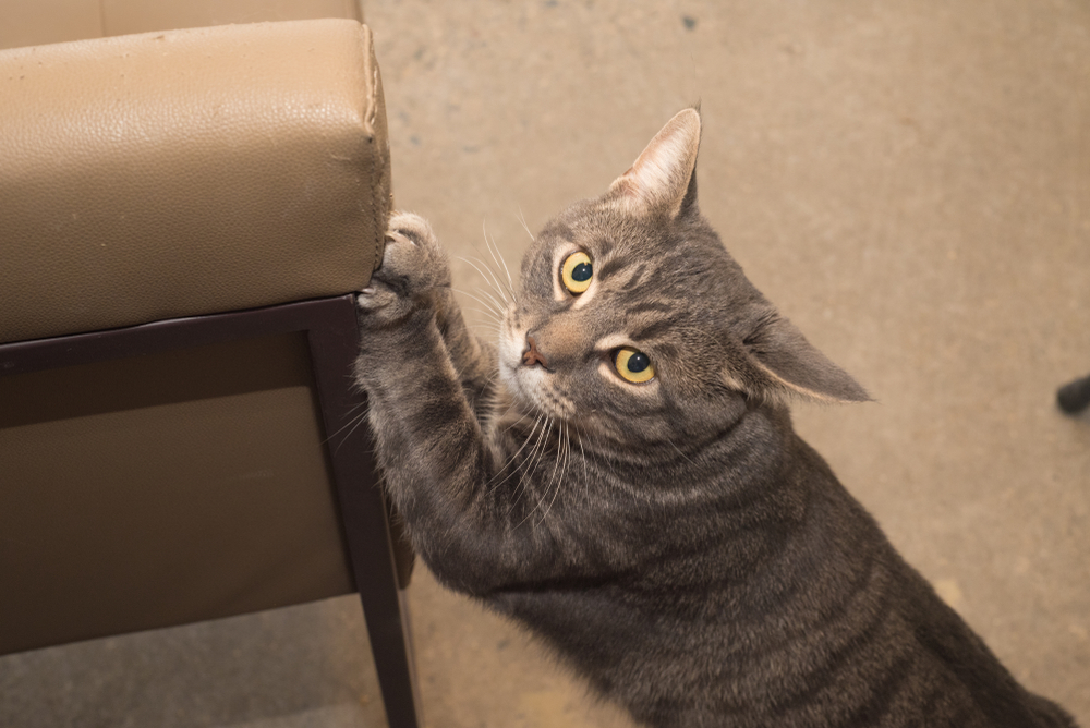 Cat scratching furniture with front claws, a common feline behavior issue