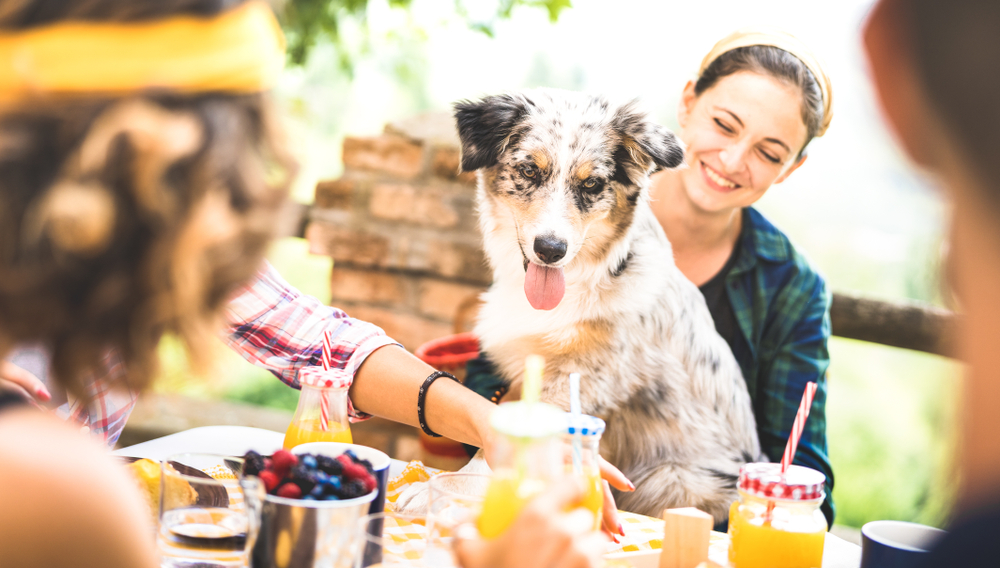 Happy group enjoying a healthy countryside picnic, representing the active lifestyle of pet-loving families