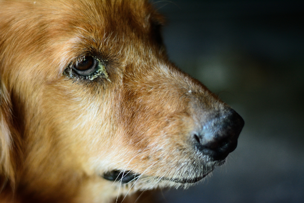 Close-up of a dog's eye showing signs of infection requiring veterinary care