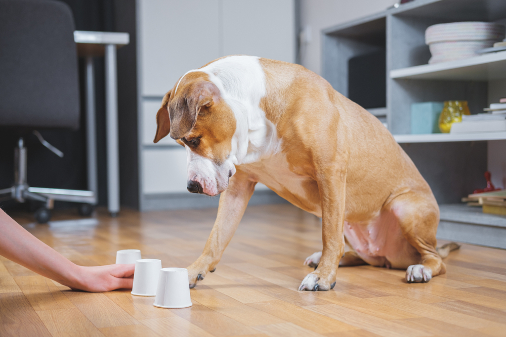 Dog playing shell game with owner, demonstrating canine mental enrichment