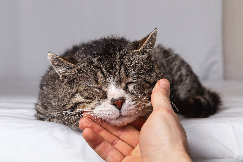 Owner gently petting an elderly gray cat during a veterinary visit