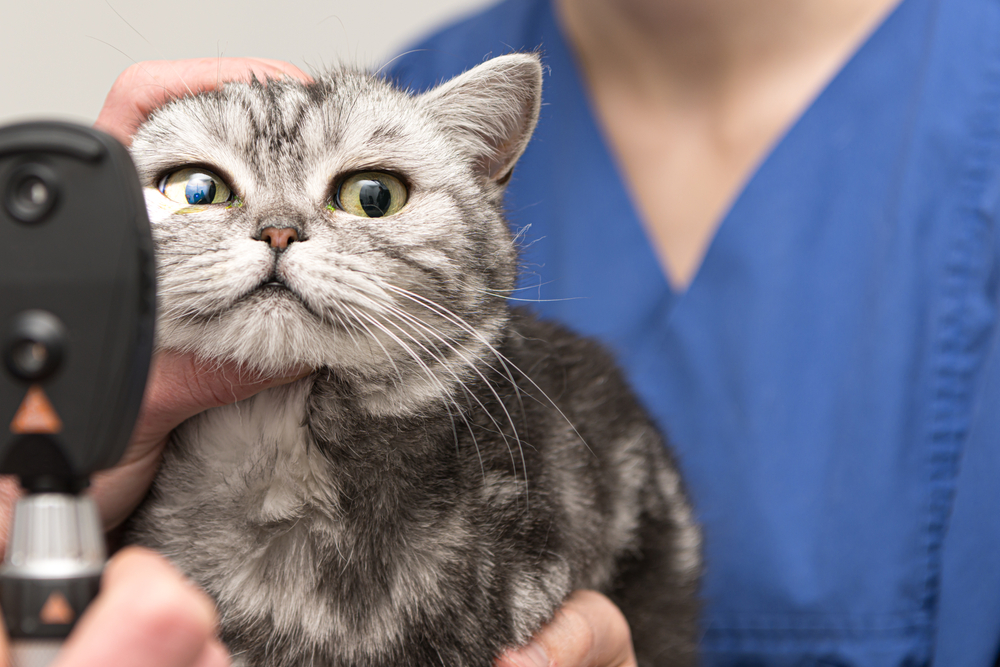 Veterinarian examining a cat with a pen light during wellness checkup
