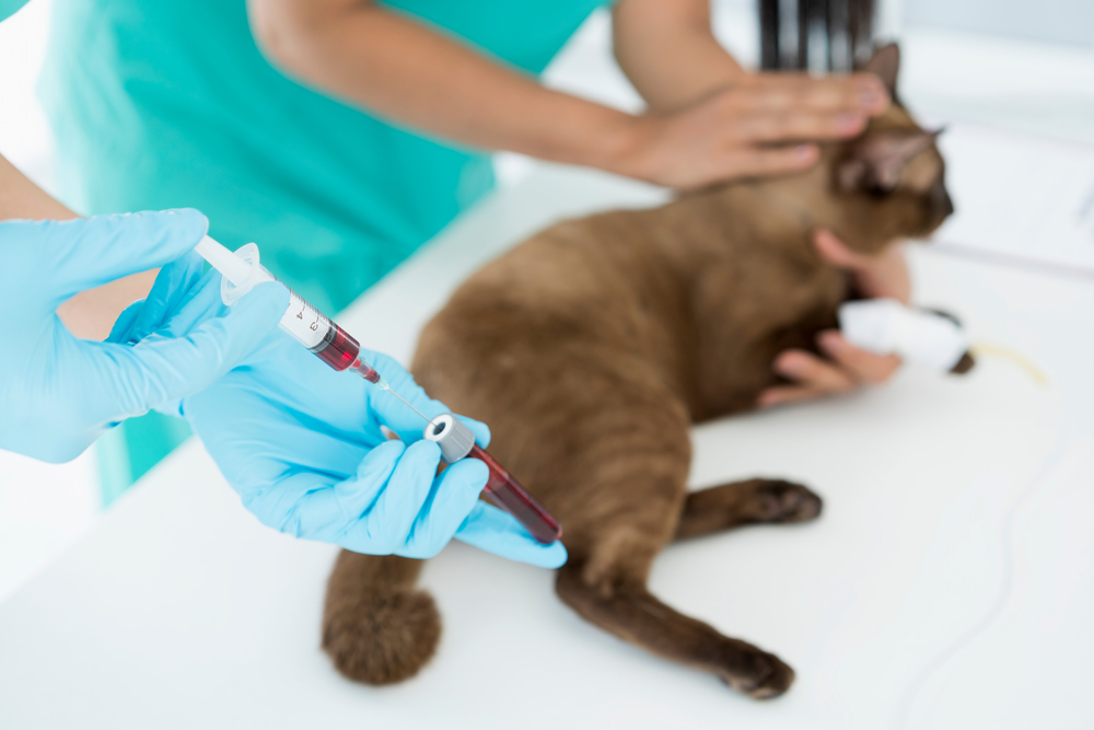 Veterinarian drawing blood from a cat for diagnostic lab testing