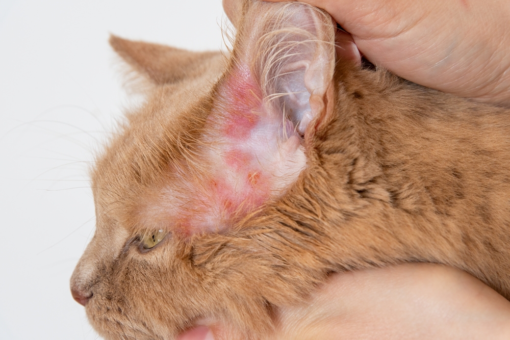 Close-up of a skin rash on a pet indicating a dermatological condition needing veterinary care