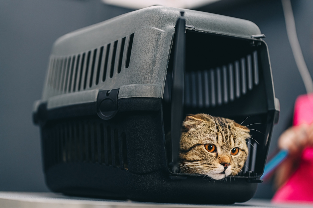 Cat with large orange eyes resting in a veterinary kennel