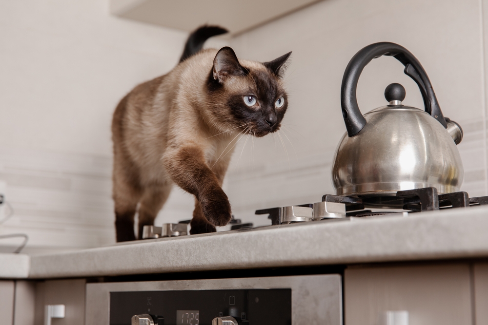 Siamese cat confidently walking near a kitchen gas stove, exploring home safely
