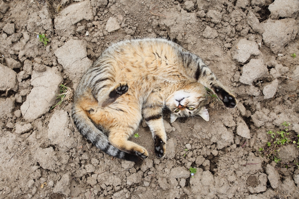 Mackerel tabby cat rolling happily on its back, showing a content and healthy pet