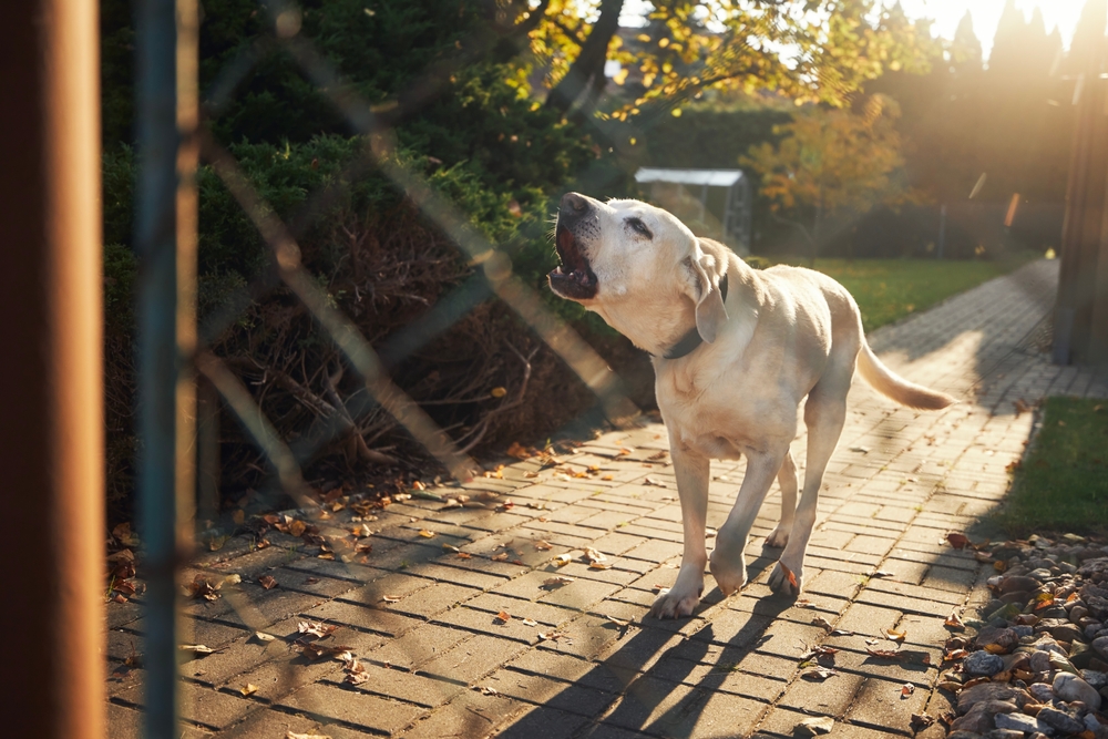 Labrador Retriever barking behind a fence, displaying territorial guarding behavior