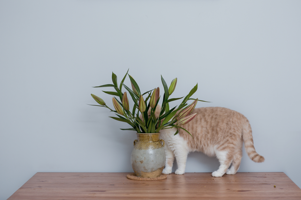 British Shorthair cat near lily flowers, which are highly toxic to cats and a pet safety hazard