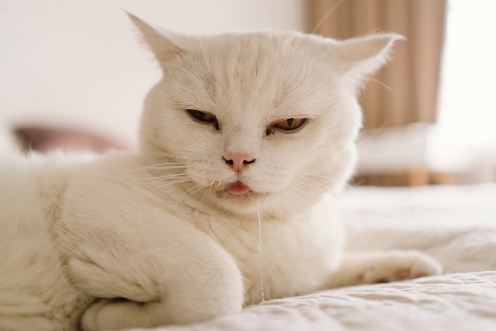 Sick Scottish Fold cat resting on a sofa, displaying symptoms requiring veterinary attention