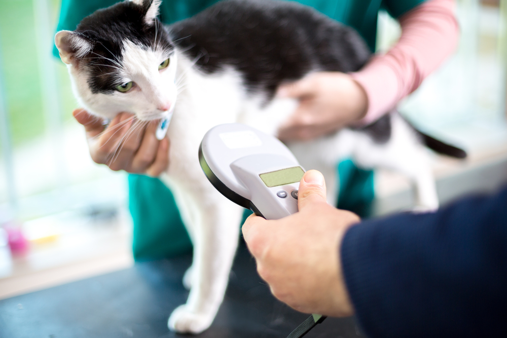 Veterinarian scanning a cat to identify microchip implant