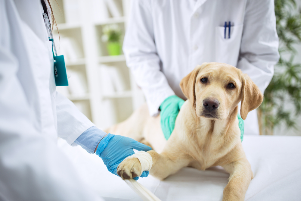 Veterinary surgeon carefully treating a dog during a medical procedure