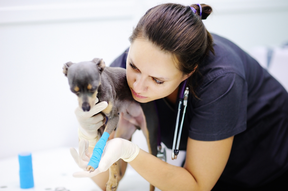 Female veterinarian examining a small pet during a thorough veterinary clinic checkup