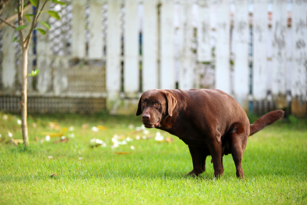 Labrador Retriever defecating in a park, illustrating pet waste and parasite risks