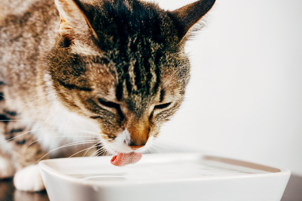 Striped tabby cat drinking water from a shallow plate with tongue extended
