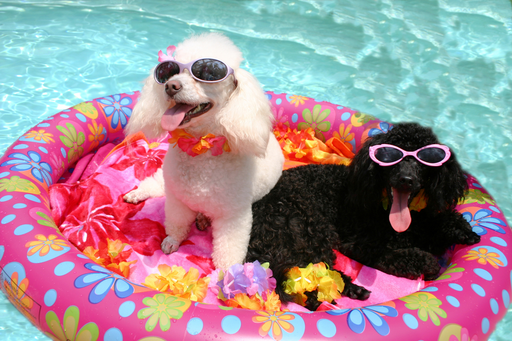 Group of poodles together, showcasing a popular breed cared for at Valley Center Veterinary Clinic