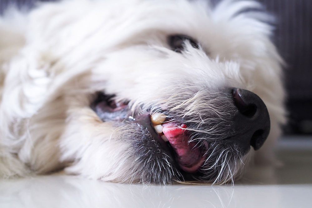 White dog with gingivitis — pet dental disease and tooth care at Valley Center Veterinary Clinic
