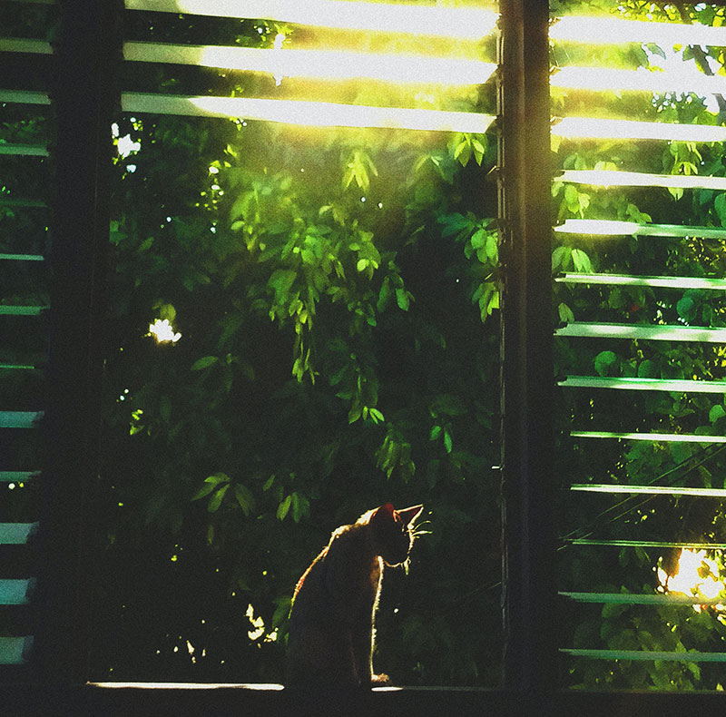 Compassionate end-of-life pet care services at Valley Center Veterinary Clinic
