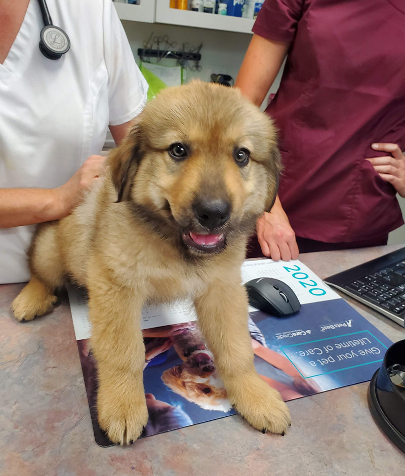Veterinarian performing professional dental cleaning on a dog at Valley Center Vet Clinic
