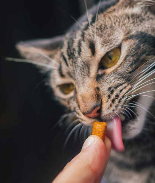 Pet dental care and oral health examination at Valley Center Veterinary Clinic, Valley Center CA
