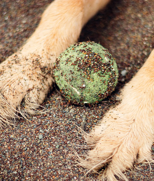 Caring veterinary team supporting a pet and owner during end-of-life services
