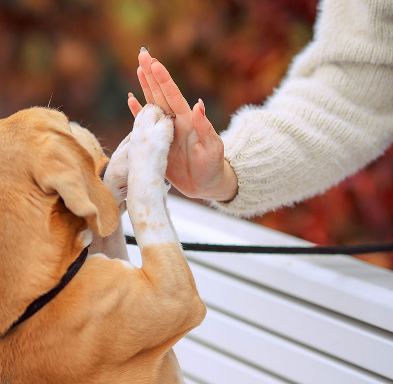 Peaceful and gentle end-of-life veterinary care setting at Valley Center Vet Clinic
