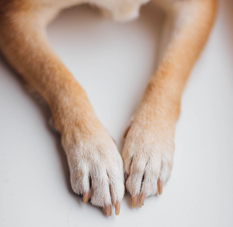 Peaceful environment for compassionate end-of-life care for pets and their families
