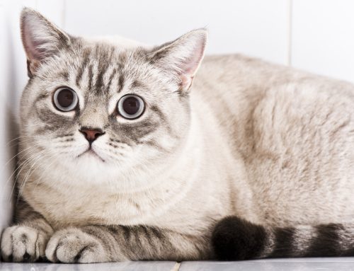 Paws and Relax: Managing Stress in Cats