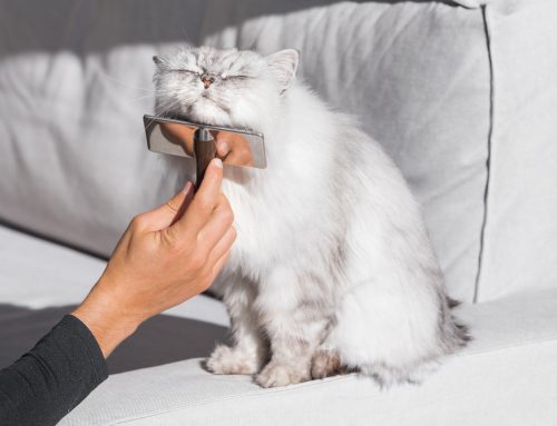 Take Your Pet Grooming from Good to Great