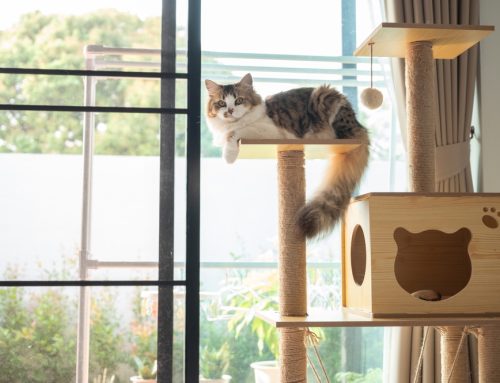 Creating a Cat-Friendly Home