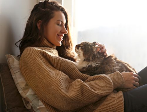 Happy Cat Month: Expert Tips to Keep Your Feline Friend Purring for Years to Come