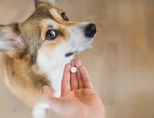 Expert Tips for Medicating Your Pet Safely and Effectively