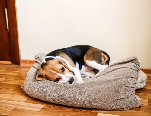 From Stomach Woes to Wags: Caring for Your Pet’s Upset Tummy