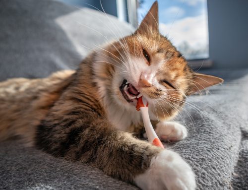 The Critical Role of Dental Health in Your Pet’s Well-Being