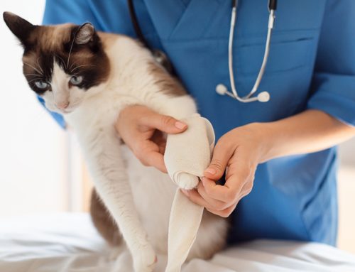 Understanding Limping in Pets: Advice for Concerned Pet Parents