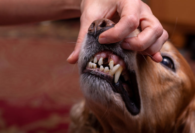 Dental care promotion for pets emphasizing veterinary oral health treatment benefits
