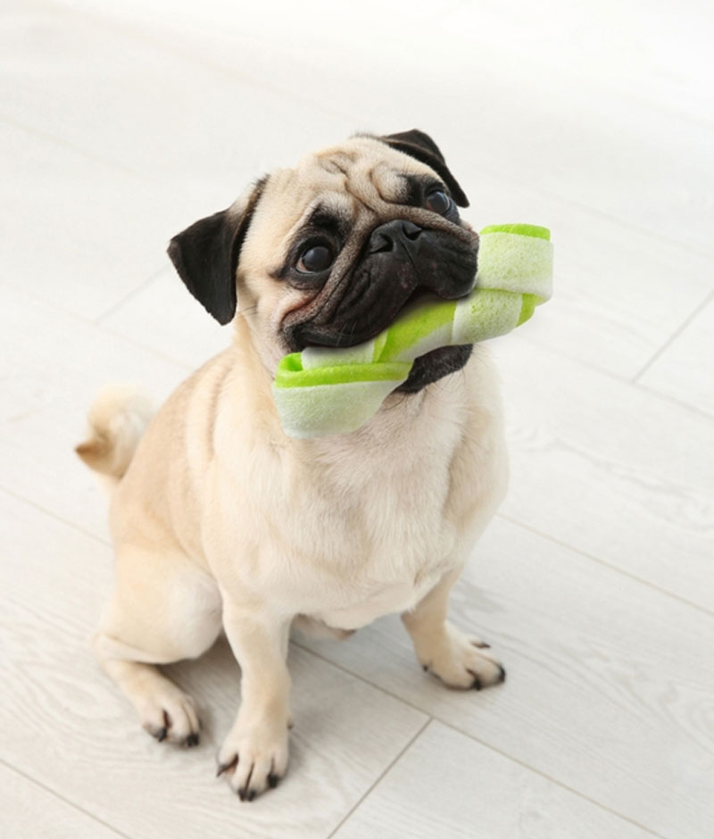 Dental health promotion slide for pets featuring veterinary oral care services and treatment information
