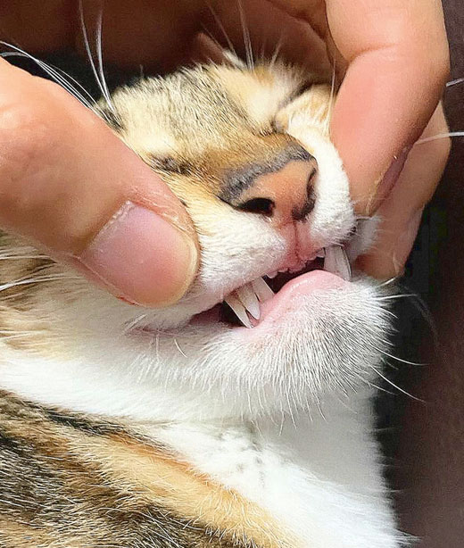 Veterinary dental care promotion slide highlighting pet oral health treatment options
