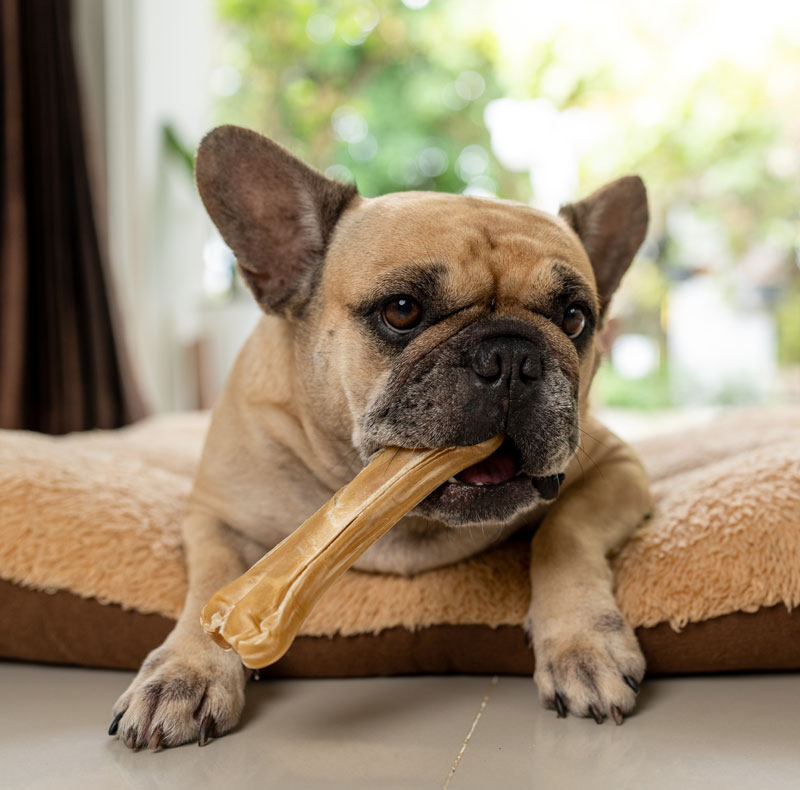 Dental care promotion slide for pet oral health services at Valley Center Veterinary Clinic
