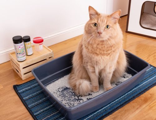 Understanding Urinary Blockages in Male Cats: A Critical Guide for Pet Owners