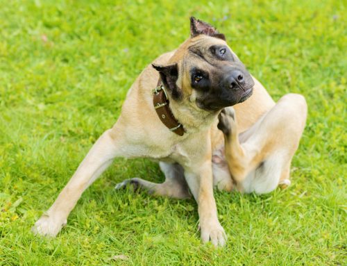 Constant Scratching? How to Spot and Soothe Pet Allergy Symptoms