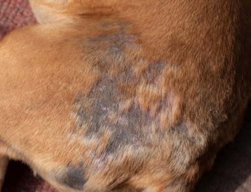 Hair Loss in Dogs and Cats: Identifying the Underlying Issues