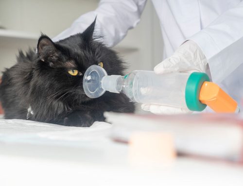 Understanding Feline Asthma: Symptoms and Management
