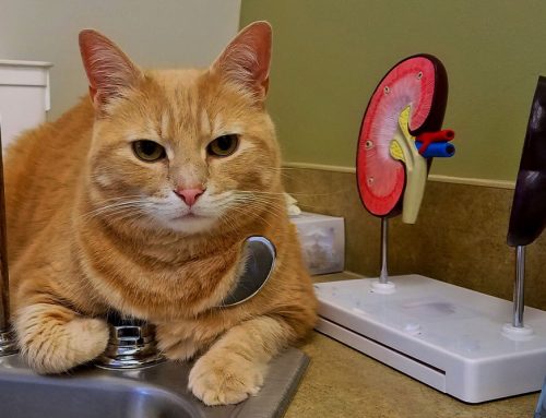 Managing Chronic Kidney Disease in Cats