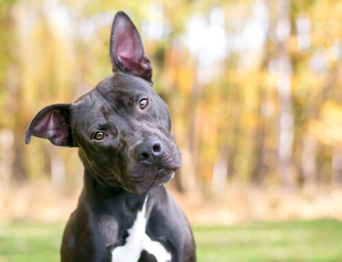 Top behavioral problems for pets