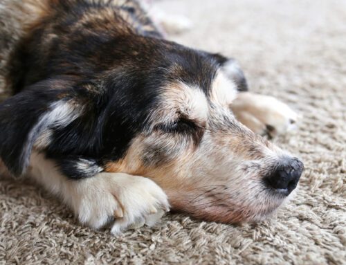 Understanding Canine Cushing’s Disease: Causes and Treatment Options